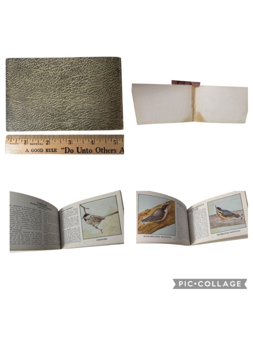 Vintage 1931 "The Green Book Of Birds Of America" By Frank G. Ashbrook - Picture 6 of 16